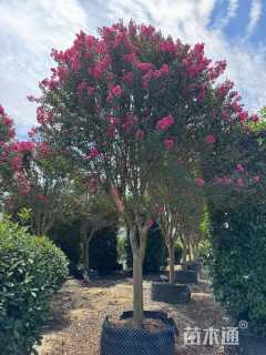 高度250厘米天鹅绒紫薇