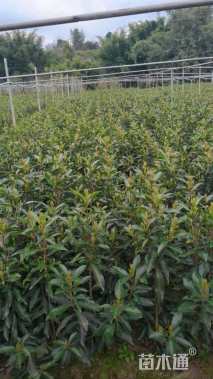 高度80厘米法国冬青