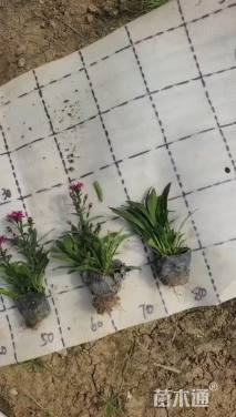 高度10厘米荷兰菊