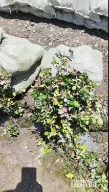 30厘米花叶络石