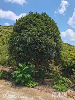 15公分小叶金桂