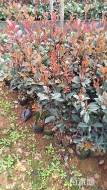 0.3公分红叶石楠