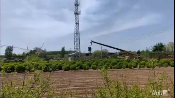 冠幅250厘米金叶女贞球