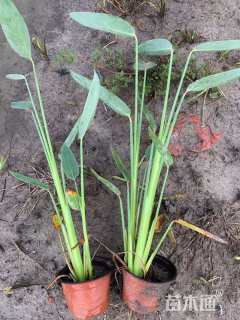 高度40厘米再力花