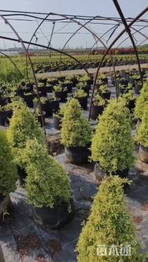 高度40厘米小丑火棘