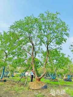 23公分造型乌桕