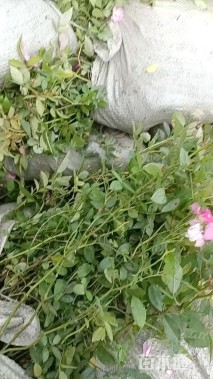 高度40厘米丰花月季小苗