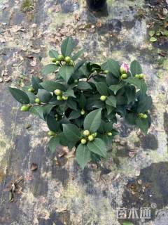 高度300厘米山茶花