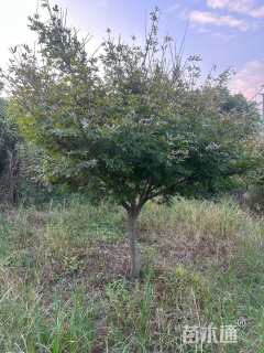 10公分中国红枫