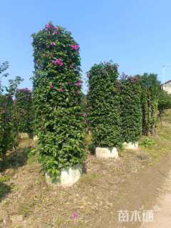 高度150厘米三角梅柱