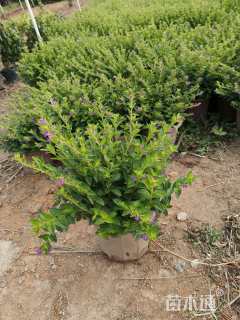 高度20厘米满天星