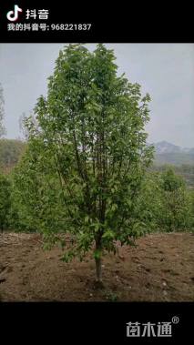 10公分二乔玉兰