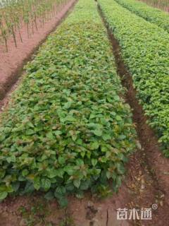 高度30厘米三角梅