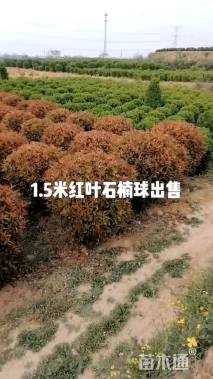 冠幅150厘米红叶石楠球