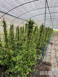 200厘米风车茉莉