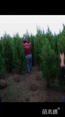 高度180厘米塔柏