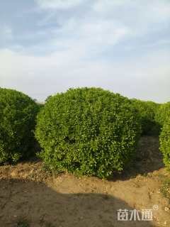 冠幅180厘米卫矛球