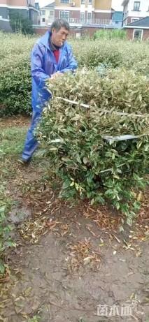 高度150厘米金边胡颓子球