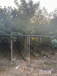 2公分黄花风铃木