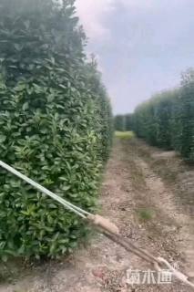 高度250厘米红叶石楠柱