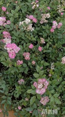 高度30厘米丰花月季小苗