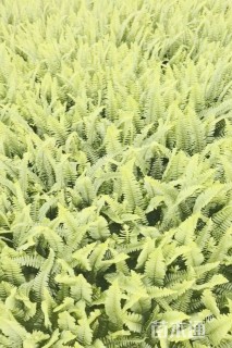 高度40厘米肾蕨