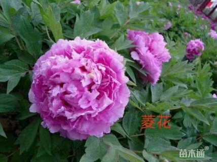 高度30厘米牡丹