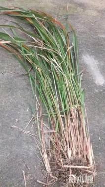 高度50厘米白茅