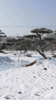 25公分造型景观松