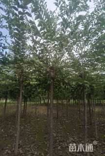 8公分长枝榆