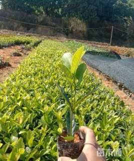 高度30厘米龙船花