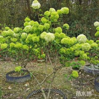 高度150厘米木绣球