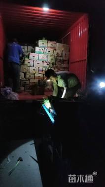 高度25厘米南非万寿菊