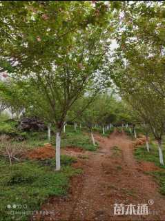 12公分日本晚樱