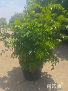 20厘米美国凌霄