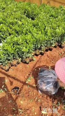 高度25厘米海桐