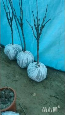 高度65厘米牡丹