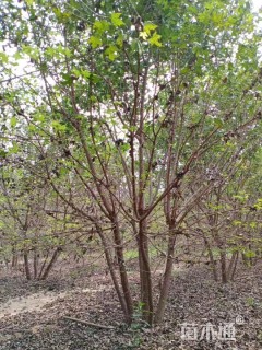 高度550厘米丛生五角枫