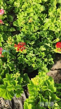 高度25厘米天竺葵