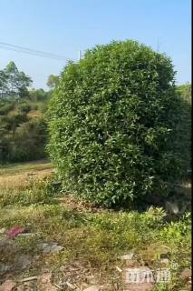 高度300厘米丛生桂花