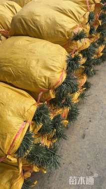 高度15厘米玉龙草