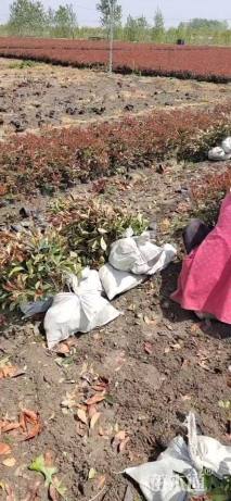 0.5公分红叶石楠