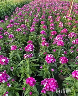 高度50厘米高杆石竹