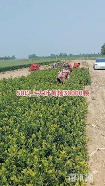 高度60厘米大叶黄杨