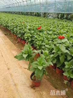 高度20厘米百日草