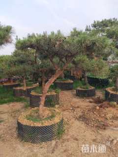 高度200厘米黑松