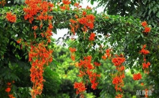 20厘米炮仗花