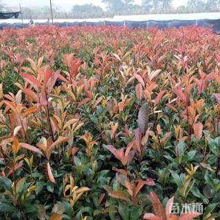 高度50厘米红叶石楠小苗