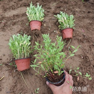 高度40厘米美丽月见草