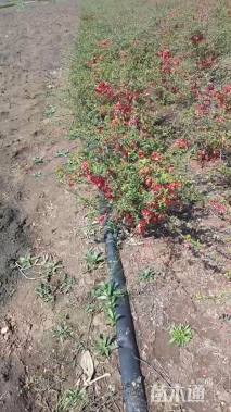 高度80厘米贴梗海棠